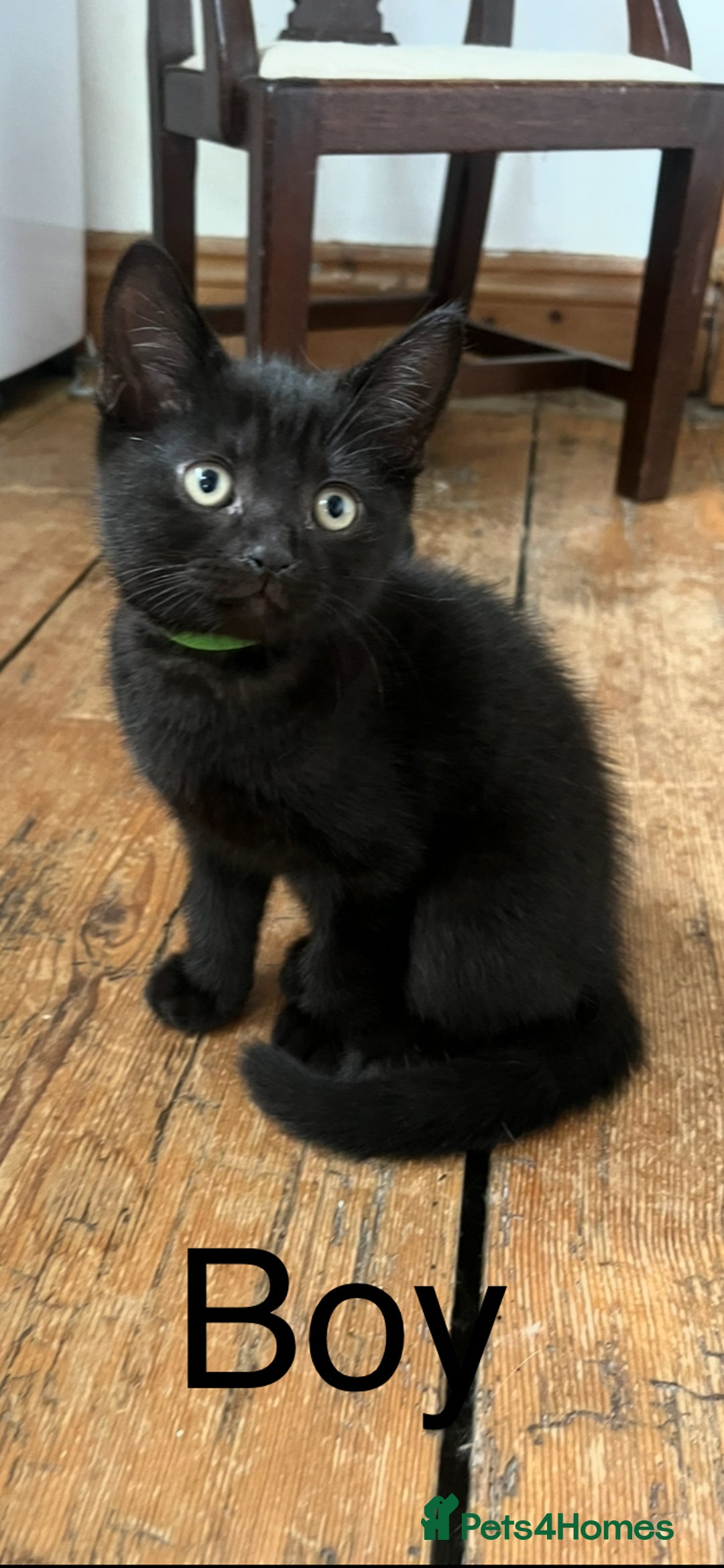 British Shorthair cats for sale: Cute British Shorthair Mixed Kittens Ready Now!  - Image 4
