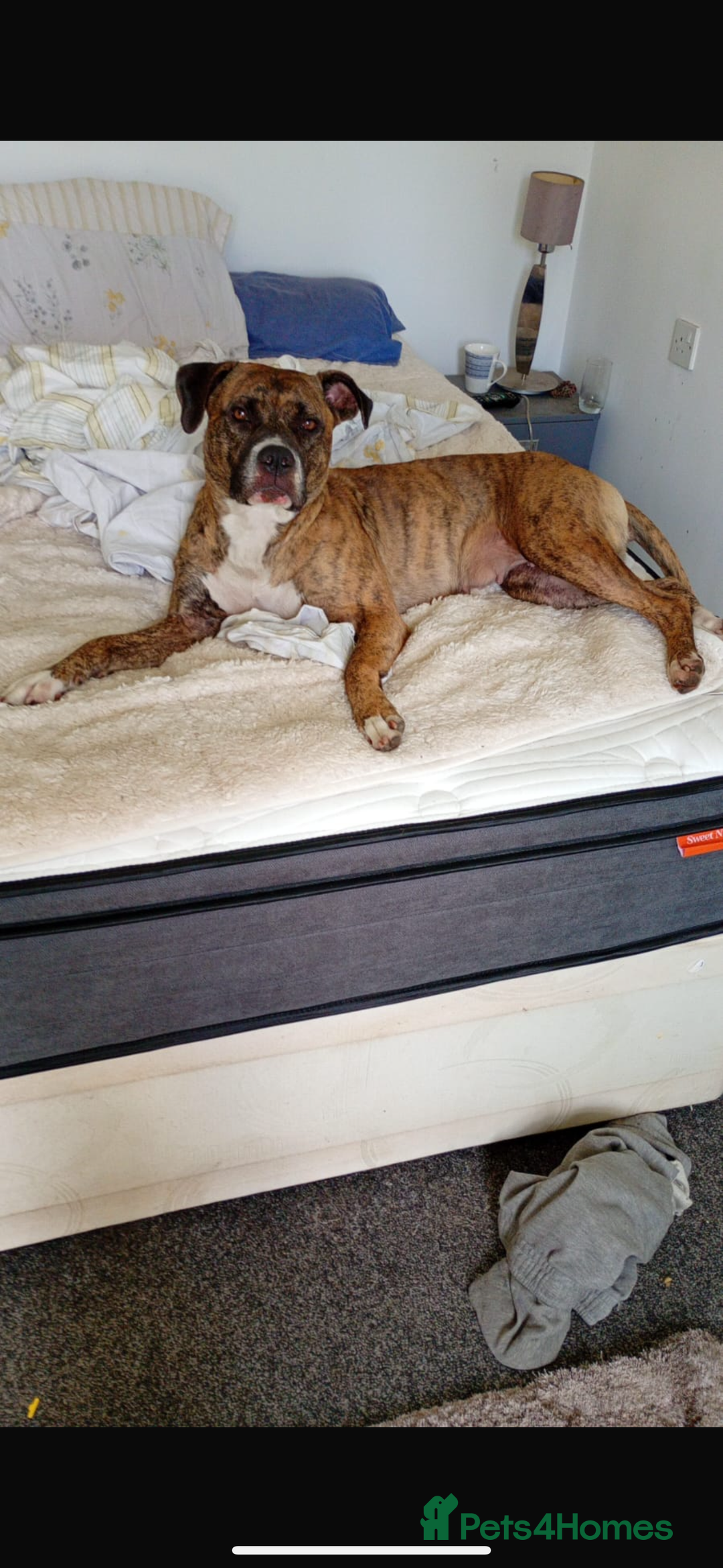 Mixed Breed dogs for sale: Xena American bulldog x bullmastiff  - Image 2