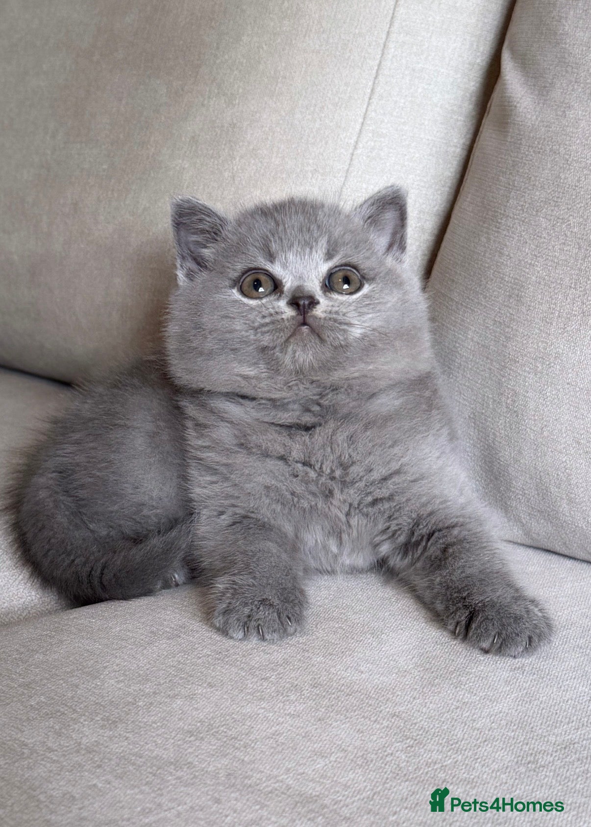British Shorthair cats for sale: ✨ GCCF BEAUTIFUL KITTENS ✨ - Advert 23