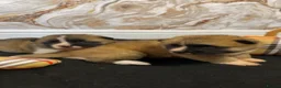 Akita dogs for sale: Akita Pups in Birmingham - Advert 4