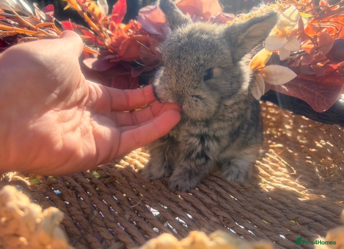 Mini Lop rabbits Adorable mini lop babies  - Advert 1
