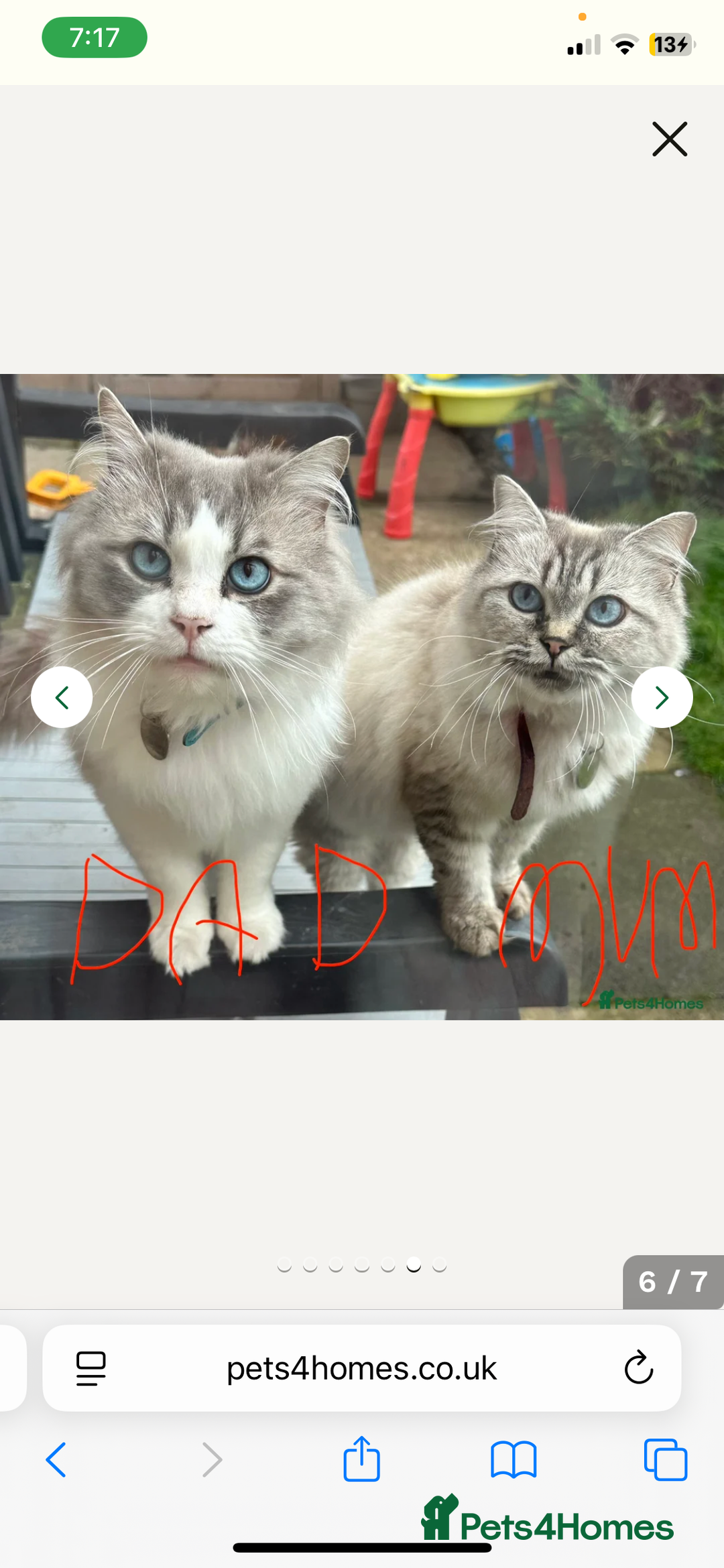 Ragdoll cats for sale: Ragdoll kitten for sale - Advert 5