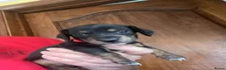 Miniature Dachshund dogs for sale: Miniature dachshund puppies - beautiful  - Advert 13