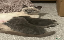 British Shorthair cats for sale: Stunning blue British shorthair - Image 2