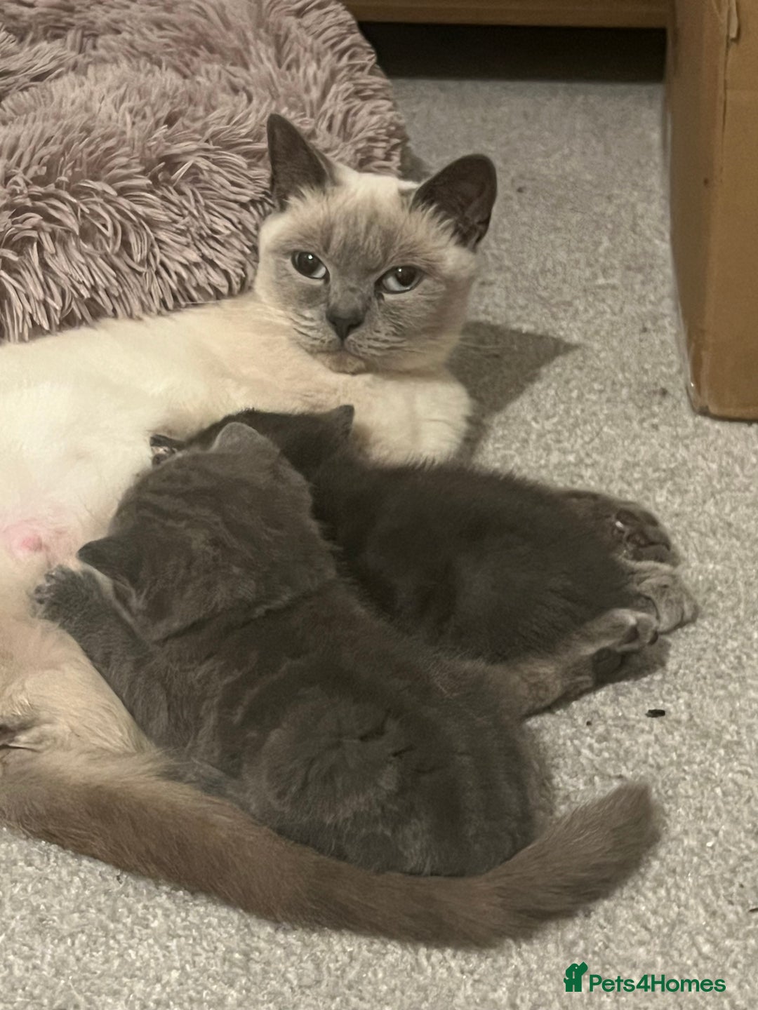 British Shorthair cats for sale: Stunning blue British shorthair - Image 2