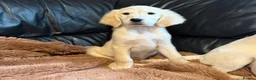 Golden Retriever dogs for sale: KC registered golden retriever puppies  - Advert 3