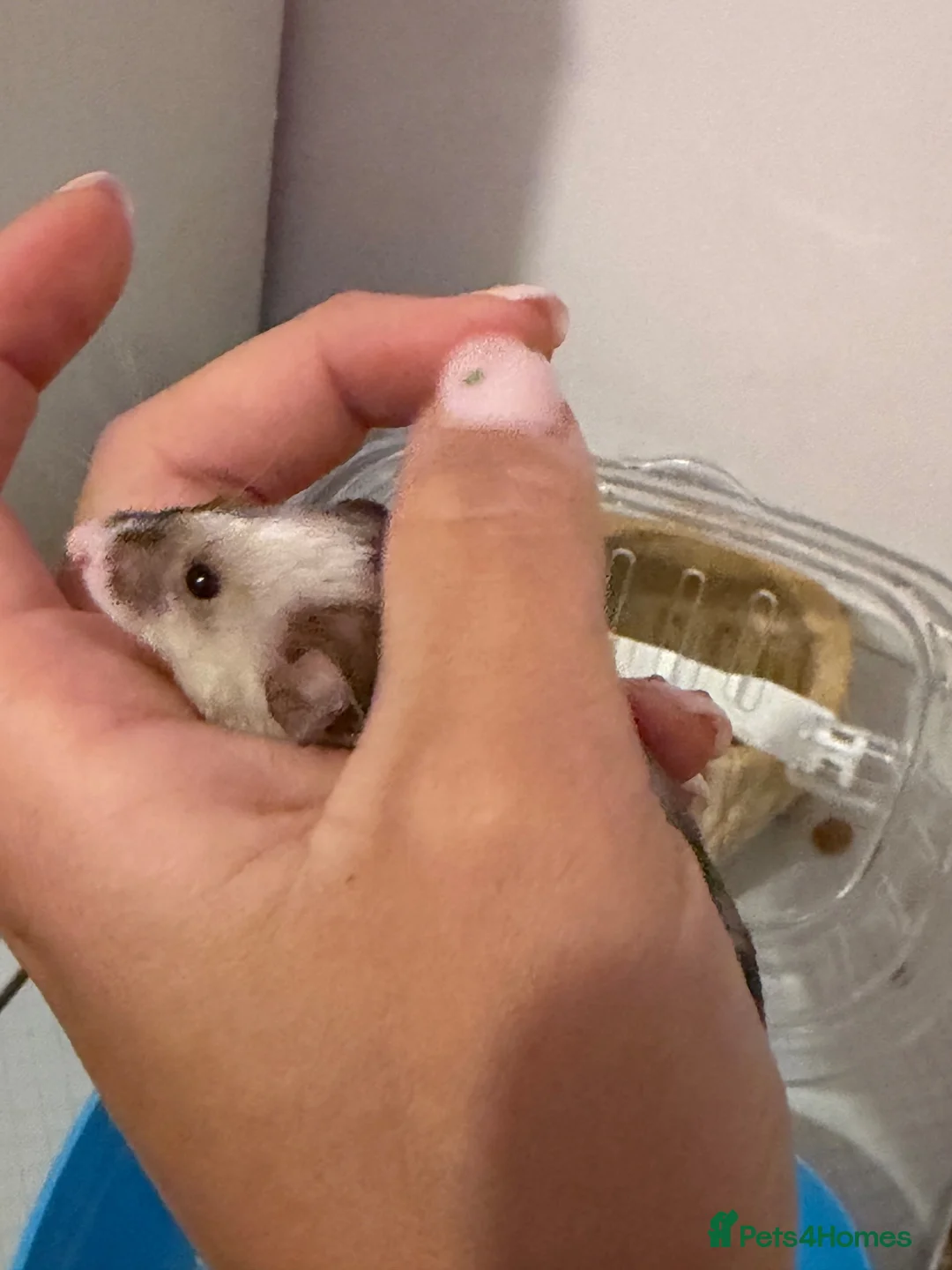 Mouse rodents for sale: 6 female fancy mice  - Advert 6