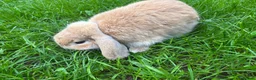 Mini Lop rabbits for sale: Female french mini lop ready now  - Advert 1