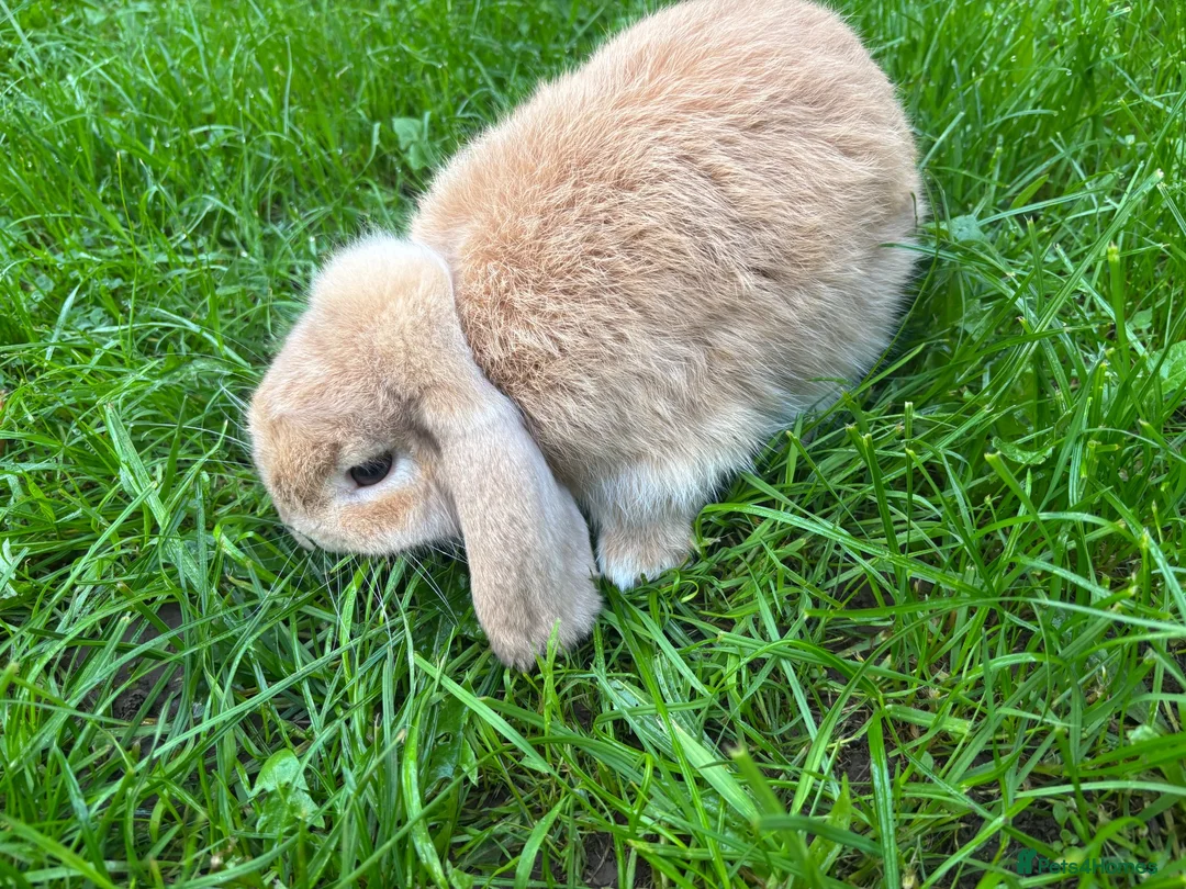 Mini Lop rabbits for sale: Female french mini lop ready now  - Advert 1