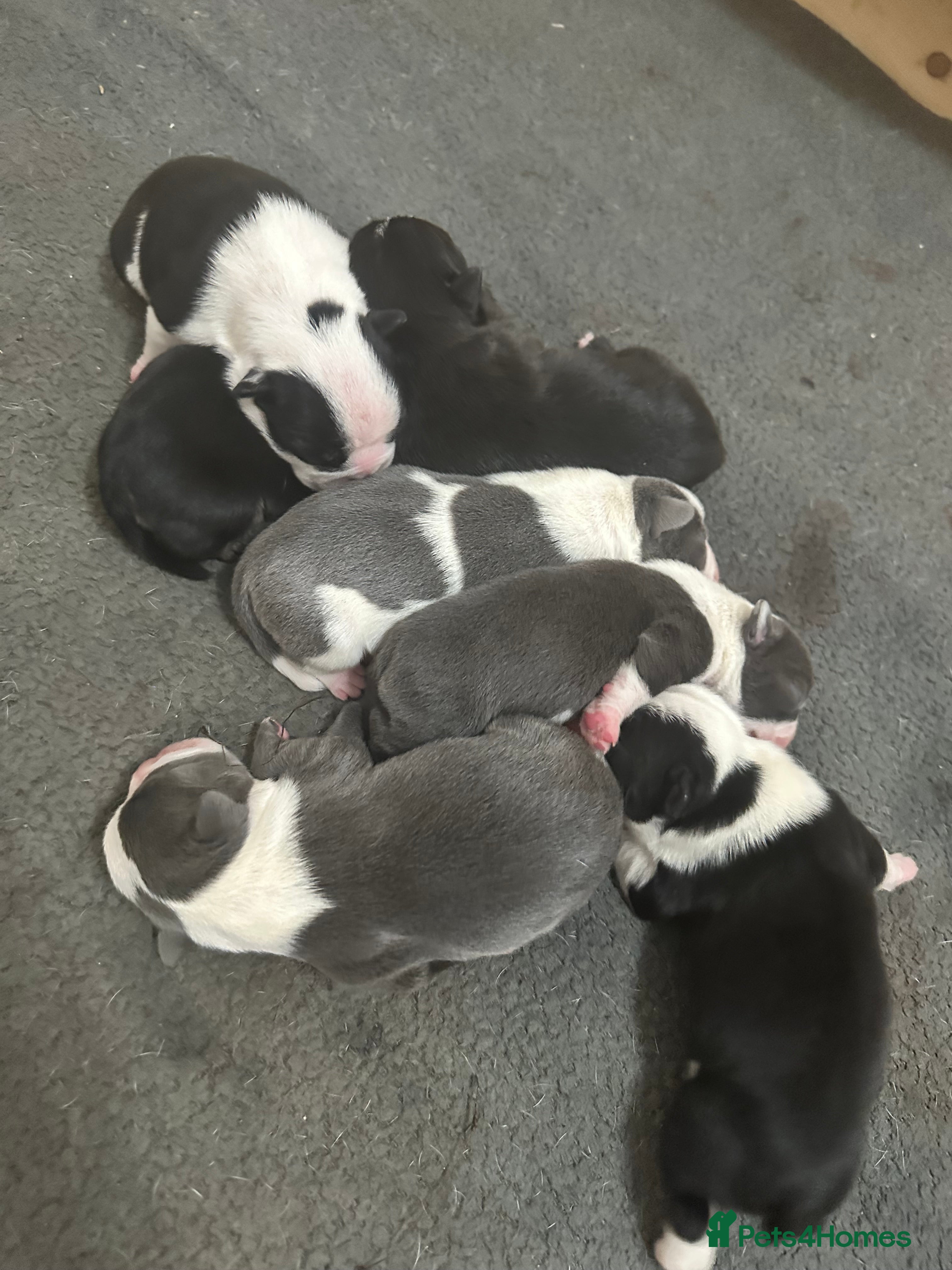 Mixed Breed dogs 7 American bulldog x French bulldog puppies  - Advert 1