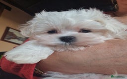 Maltese dogs for sale: 1 KC Maltese Puppy Boy READY NOW  - Image 2
