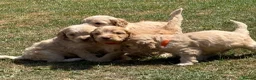 Cockapoo dogs for sale: STUNNING F1 COCKAPOOS  - Advert 24
