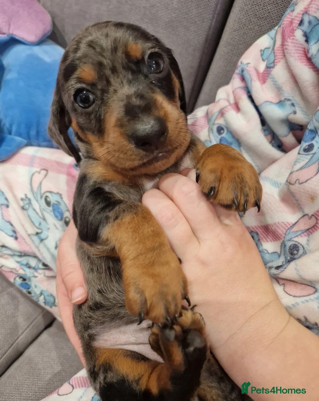 Miniature Dachshund dogs for sale: ADORABLE MINIATURE DACHSHUND PUPPIES - Image 10