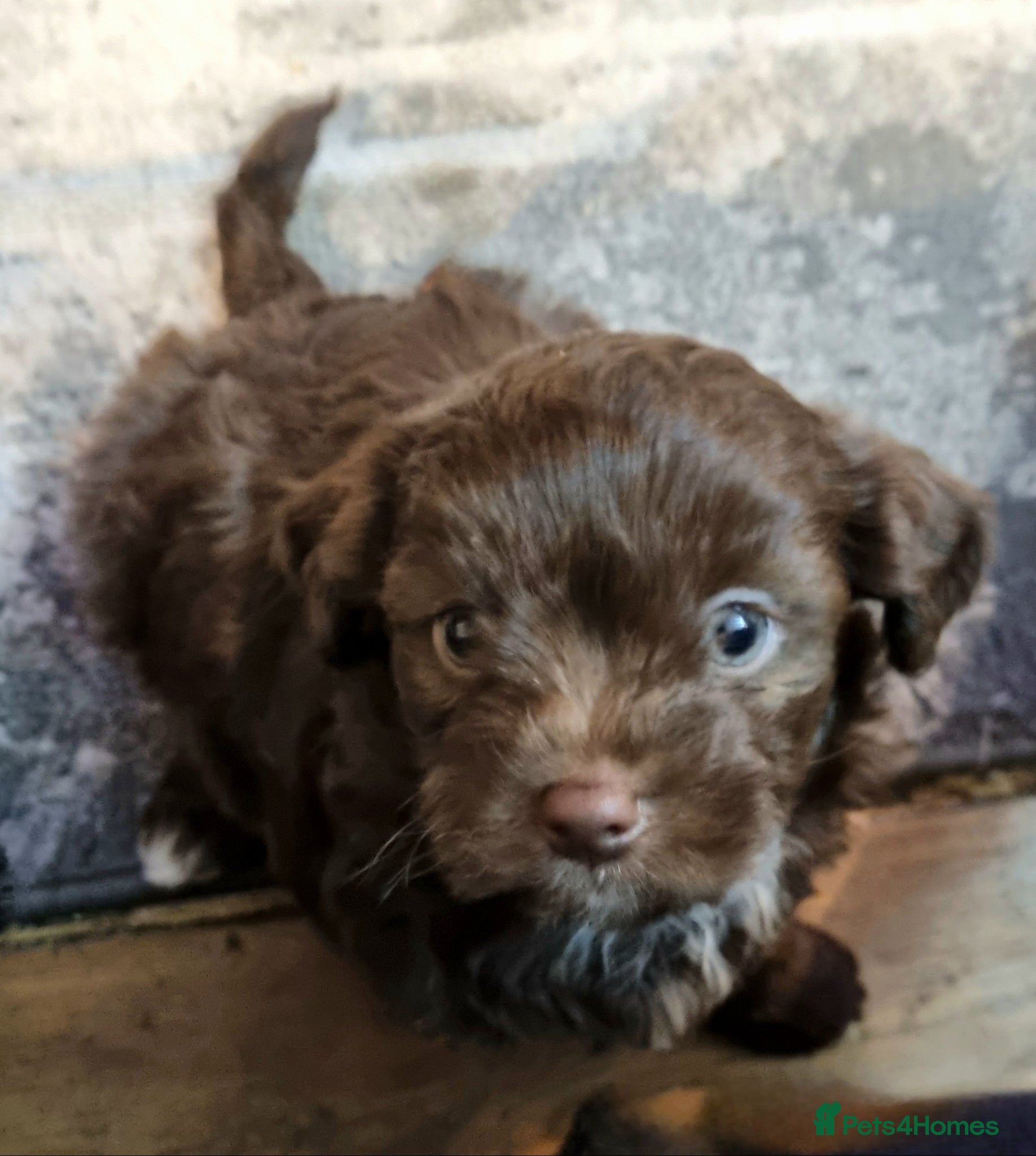 Chipoo dogs Poodle x chihuahua  - Advert 2