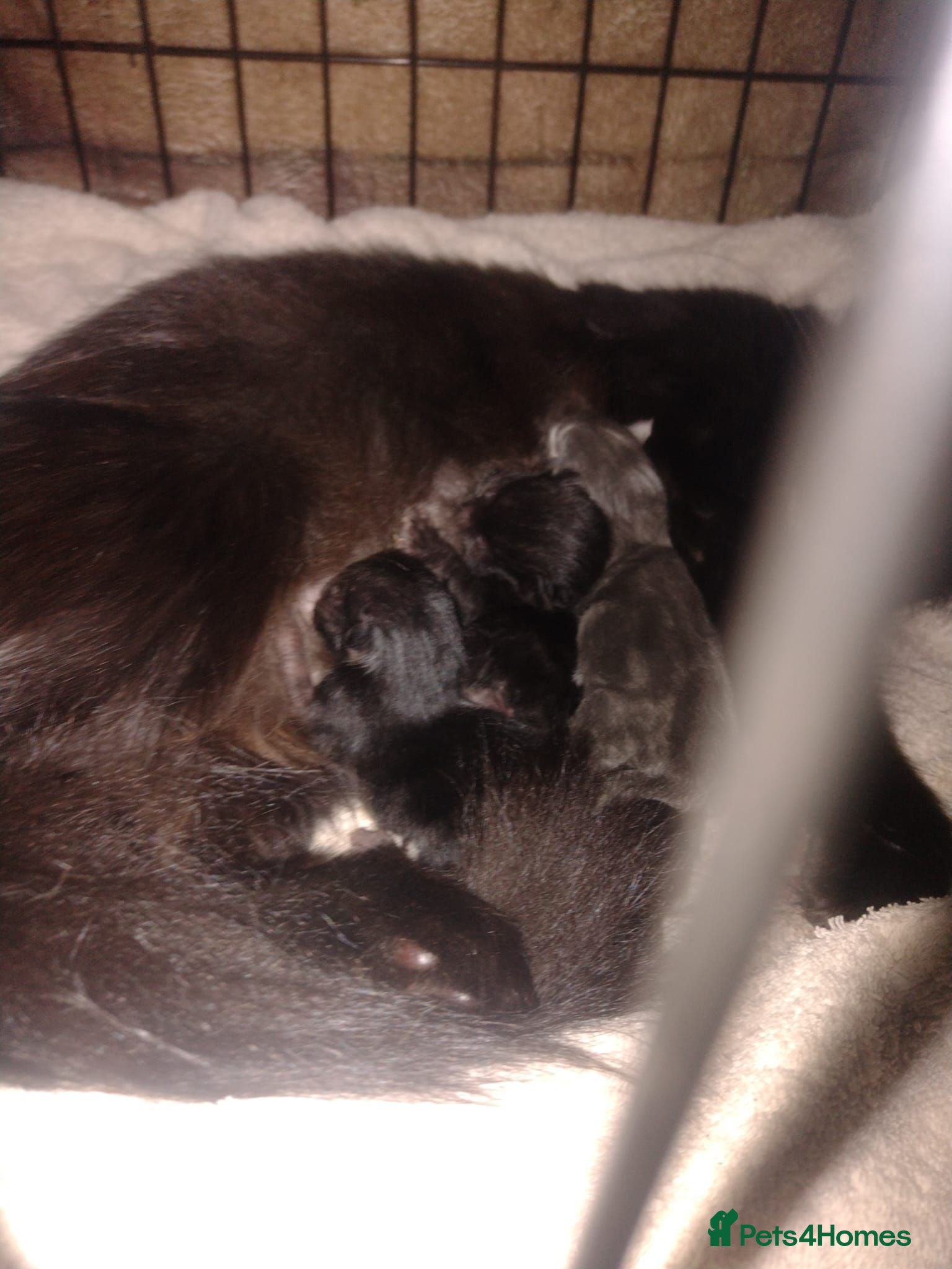 Mixed Breed cats 3 boys 1 girl - Advert 14