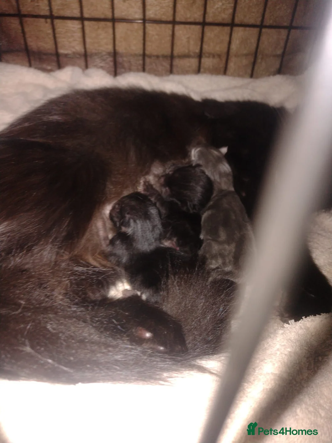 Mixed Breed cats for sale: 3 boys 1 girl - Advert 1