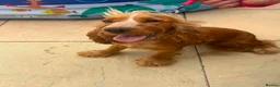 Cocker Spaniel dogs for sale: Show cocker spaniel 11 months old for rehome in Gloucester - Advert 3