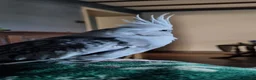 Cockatiels birds for sale: Bonded pair of cockatiels  in Sittingbourne - Advert 4