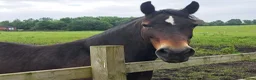 Welsh Section D horses for sale: Section D mare  - Advert 16
