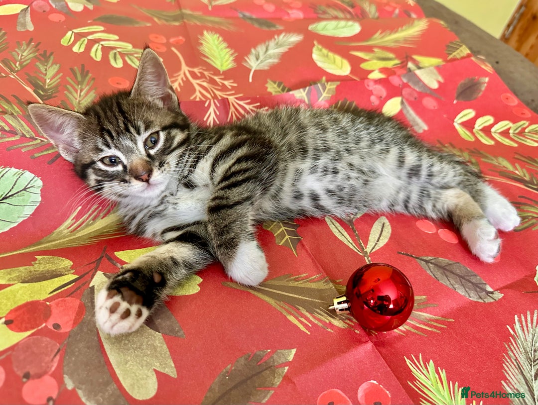 Mixed Breed cats for sale: Kittens from 1/2 Siamese Mum - Advert 6