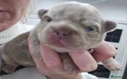 French Bulldog dogs for sale: French Bulldog Visual fluffies - Advert 5