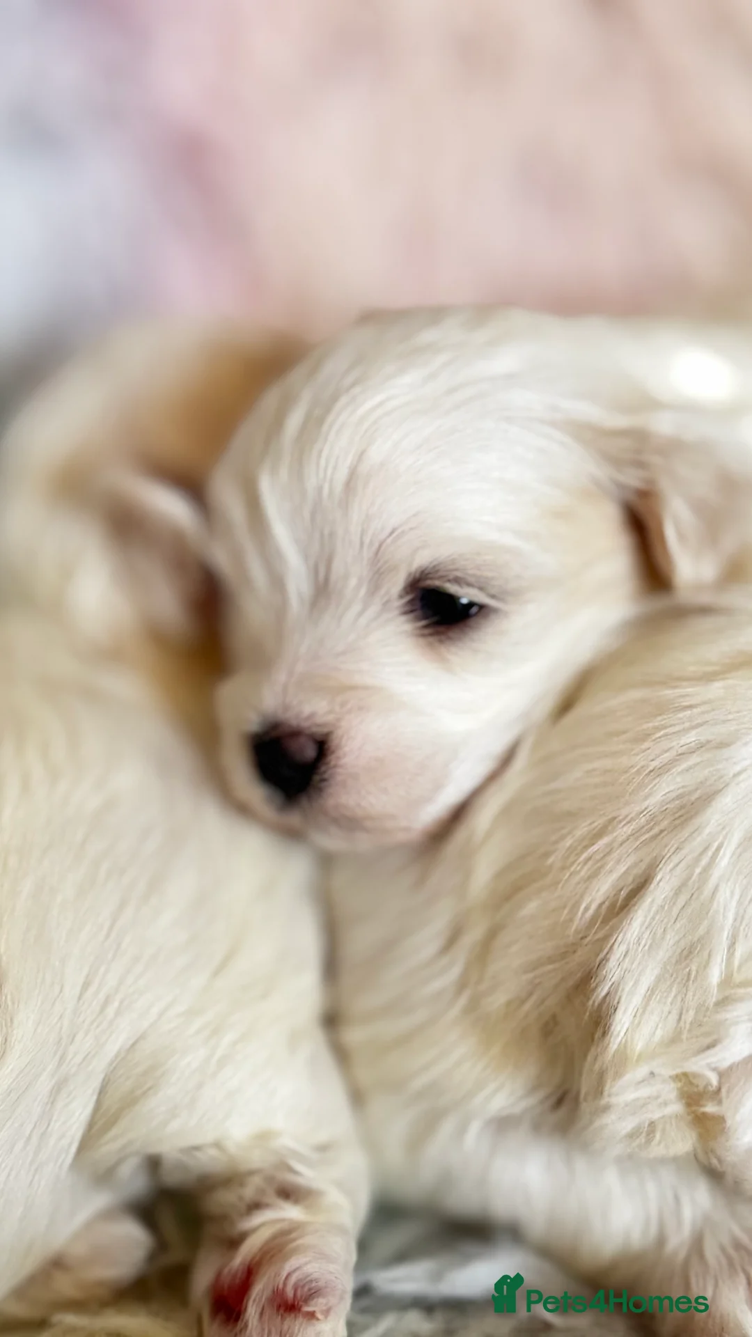 Maltese dogs for sale: Kc registered mini Maltese  - Advert 7