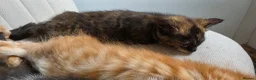 Mixed Breed cats for sale: Maine coon kittens available in Peterborough - Advert 7
