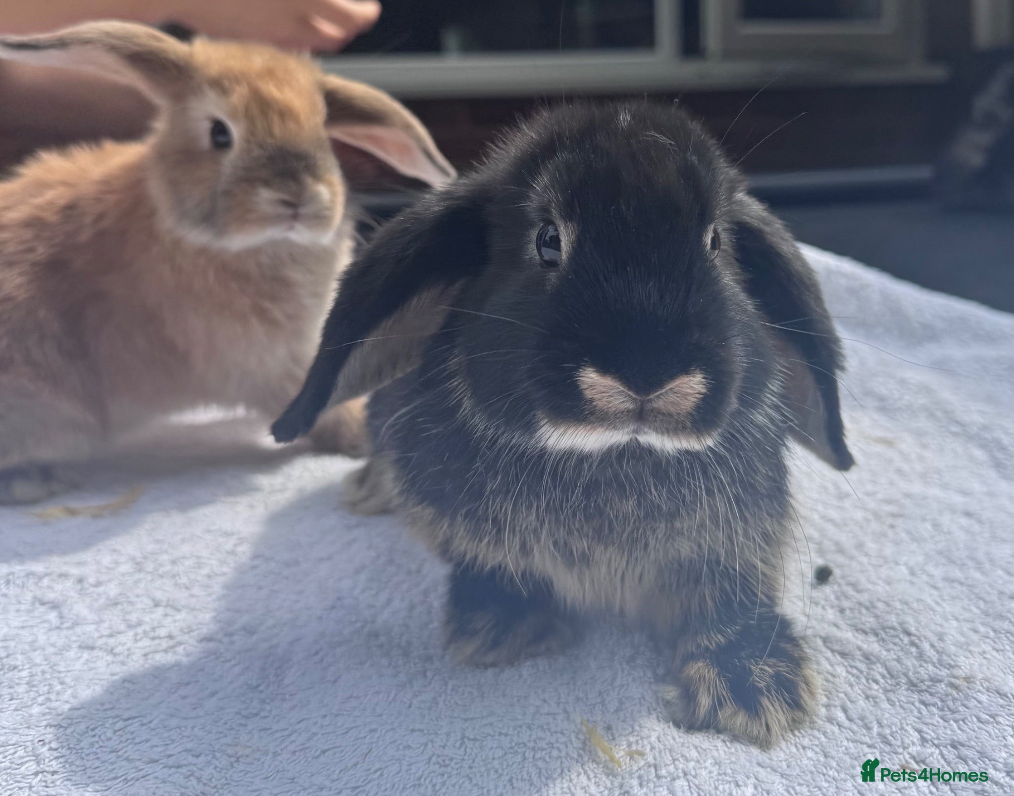 Mini Lop rabbits 4 x  Very cute mini lops 8 weeks old for sale - Advert 1