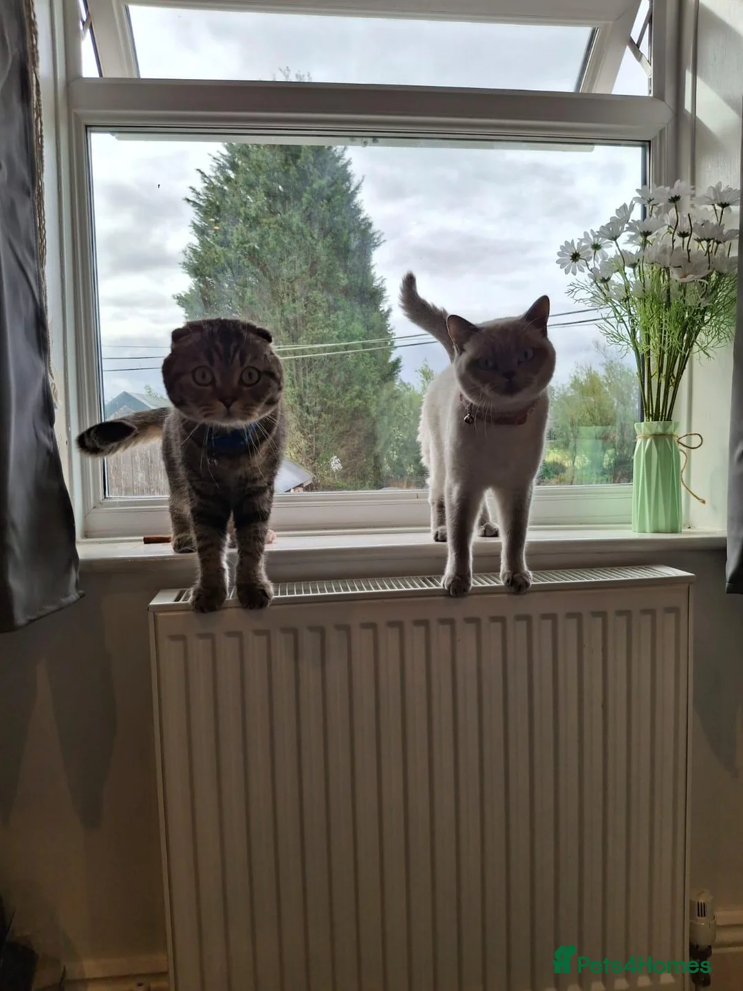 British Shorthair cats for sale: British shorthair and Scottish fold cats  - Advert 2