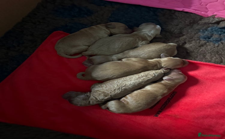 Cockapoo dogs - Advert 8