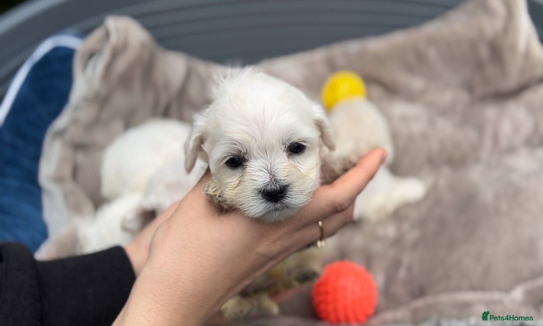 Bichon Frise dogs for sale: Beautiful Bichon Frise only 1 available  - Image 28