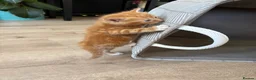 Mixed Breed cats for sale: 4 Ginger Male Kittens from 7th of September  in London - Advert 21
