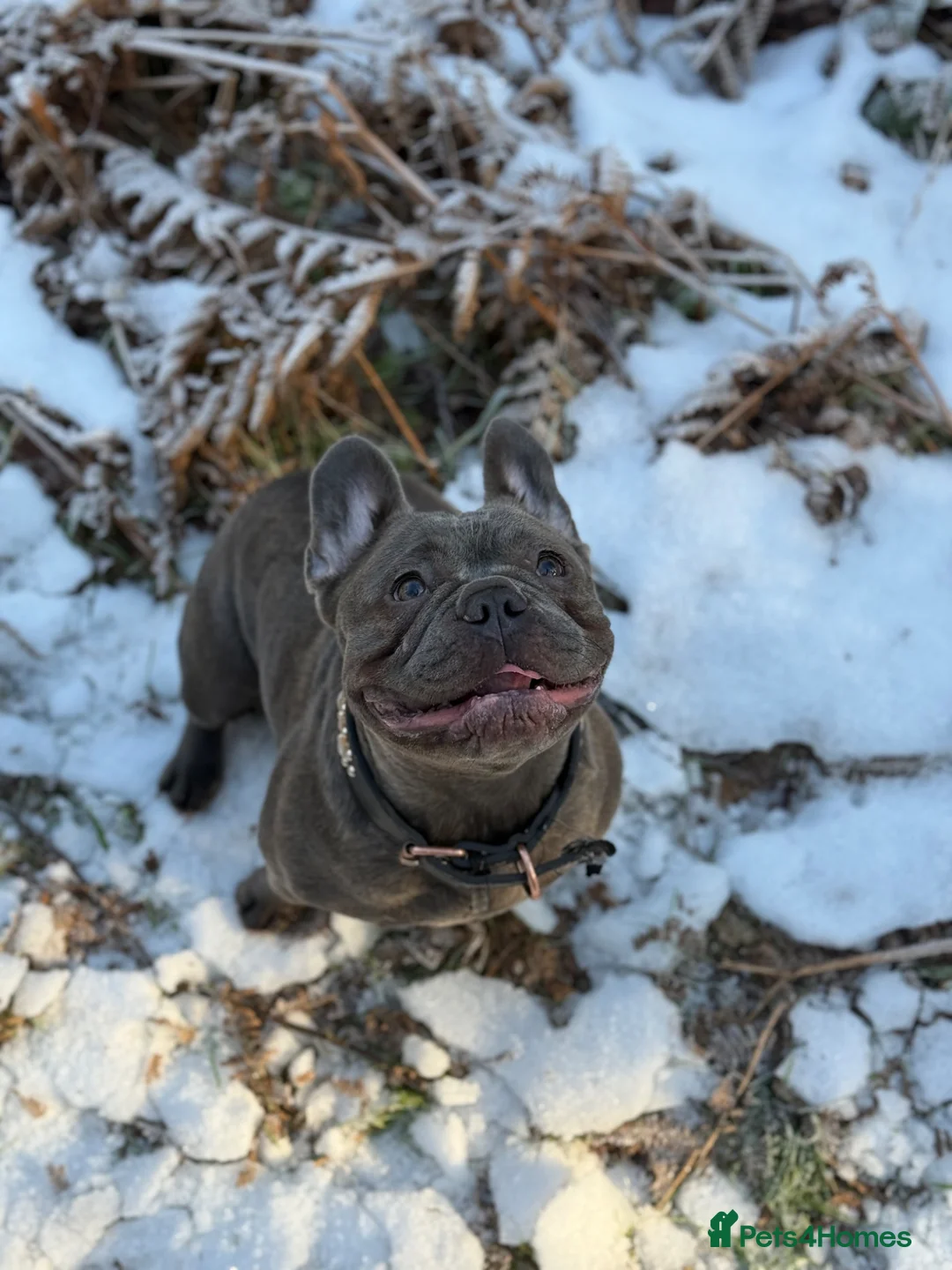 French Bulldog dogs for sale: French bulldog Puppies  in Worksop - Advert 21