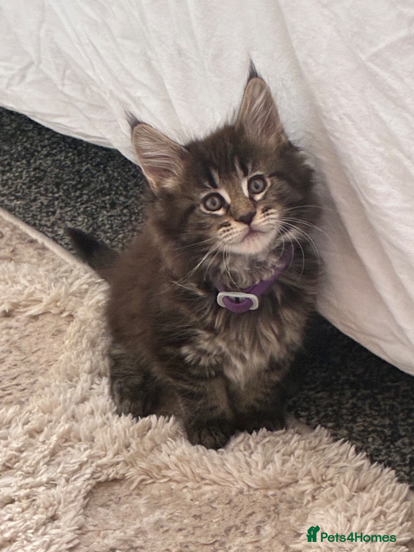 Maine Coon cats Maine coon baby’s  - Advert 14