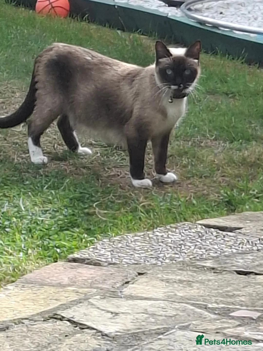 Mixed Breed cats for sale: 6 mixed-breed kittens - Advert 1