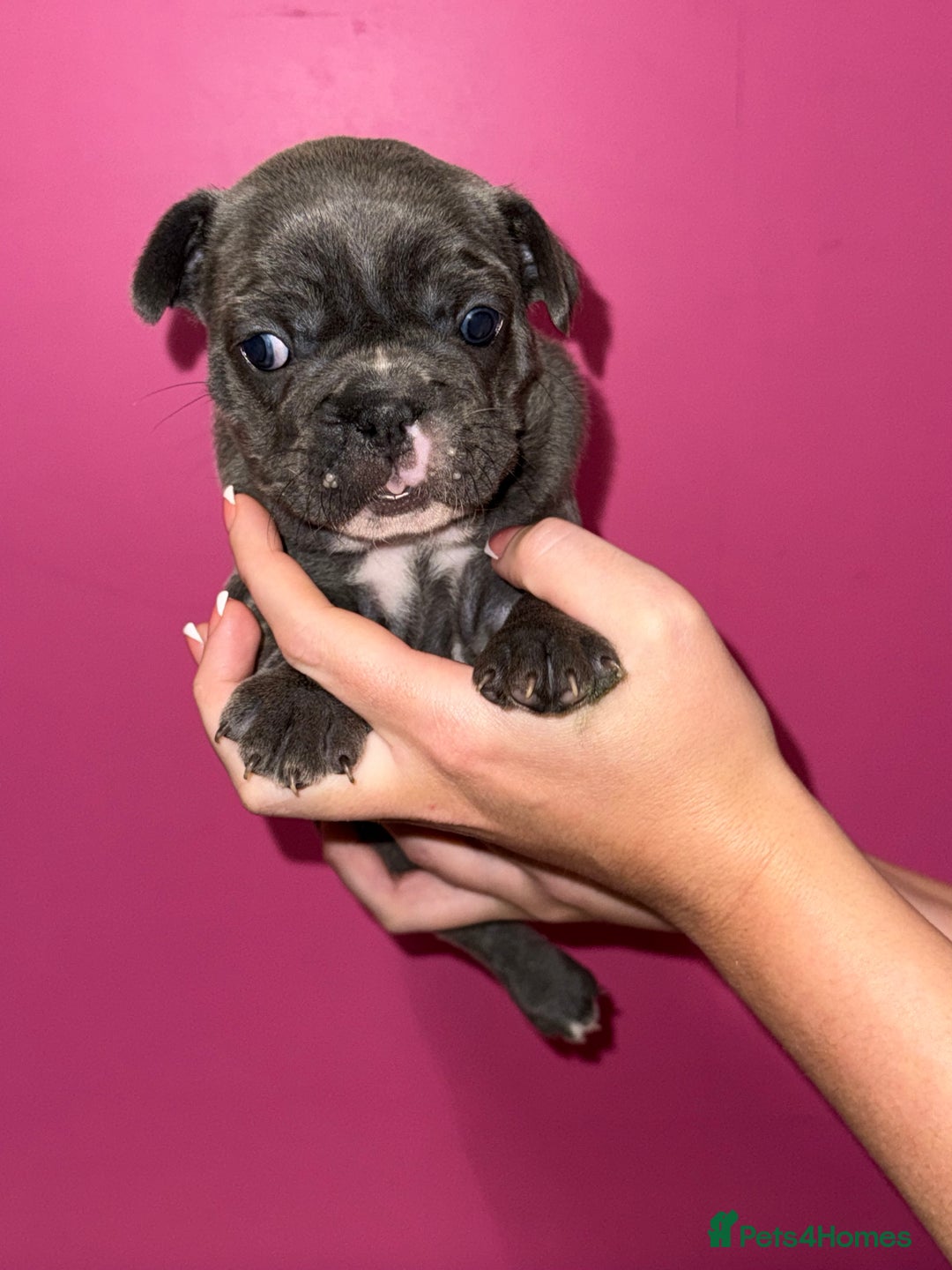 French Bulldog dogs for sale: 5 female French Bulldog –9 weeks old💙 🐾 - Advert 26