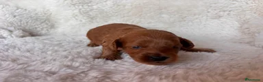 Pip