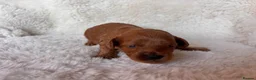 Cavapoo dogs for sale: Gorgeous litter of Cavapoo puppies  in King's Lynn - Advert 25