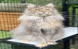 Maine Coon cats for sale: Beautiful retired girls  - Image 1