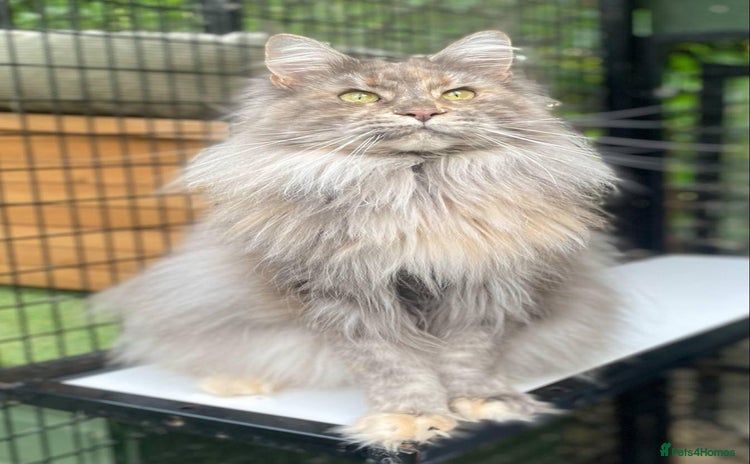 Maine Coon cats - Advert 1