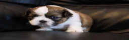 Shih Tzu dogs for sale: 3 Beautiful shih tzu puppies  in Newport - Advert 5
