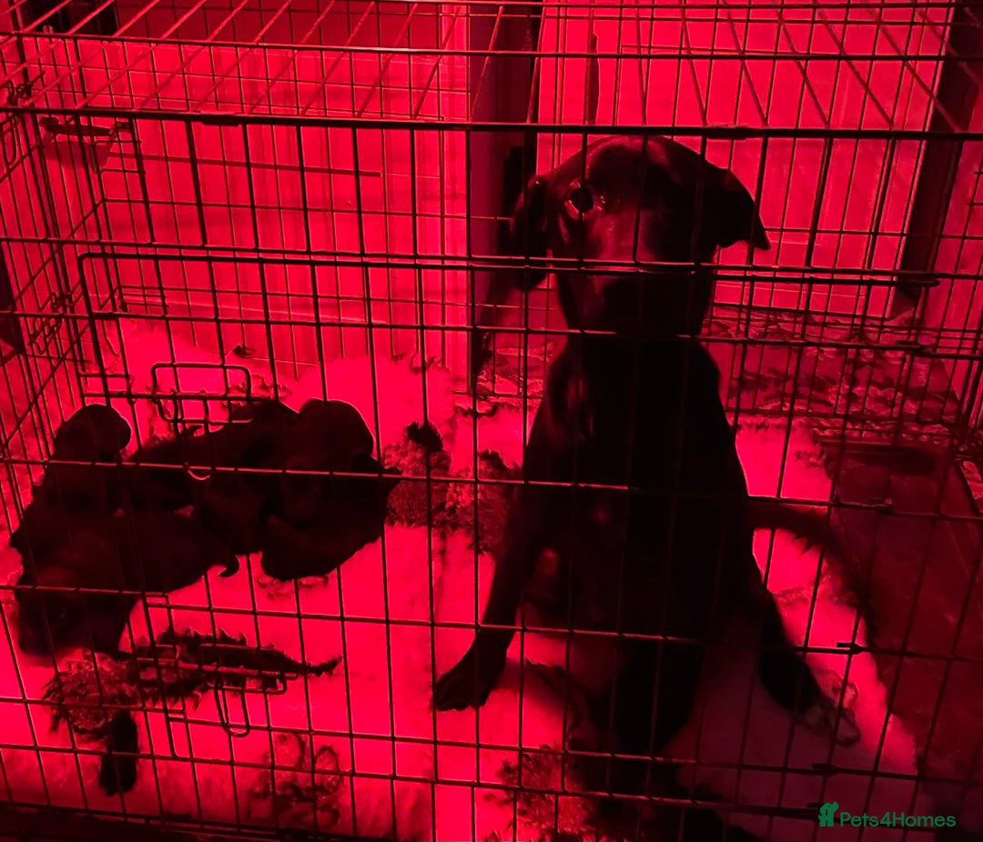 Labrador Retriever dogs for sale: Labrador Retriever Pups  - Advert 2