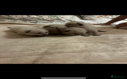 Ragdoll cats for sale: 4 beautiful pure ragdoll kittens  - Image 16