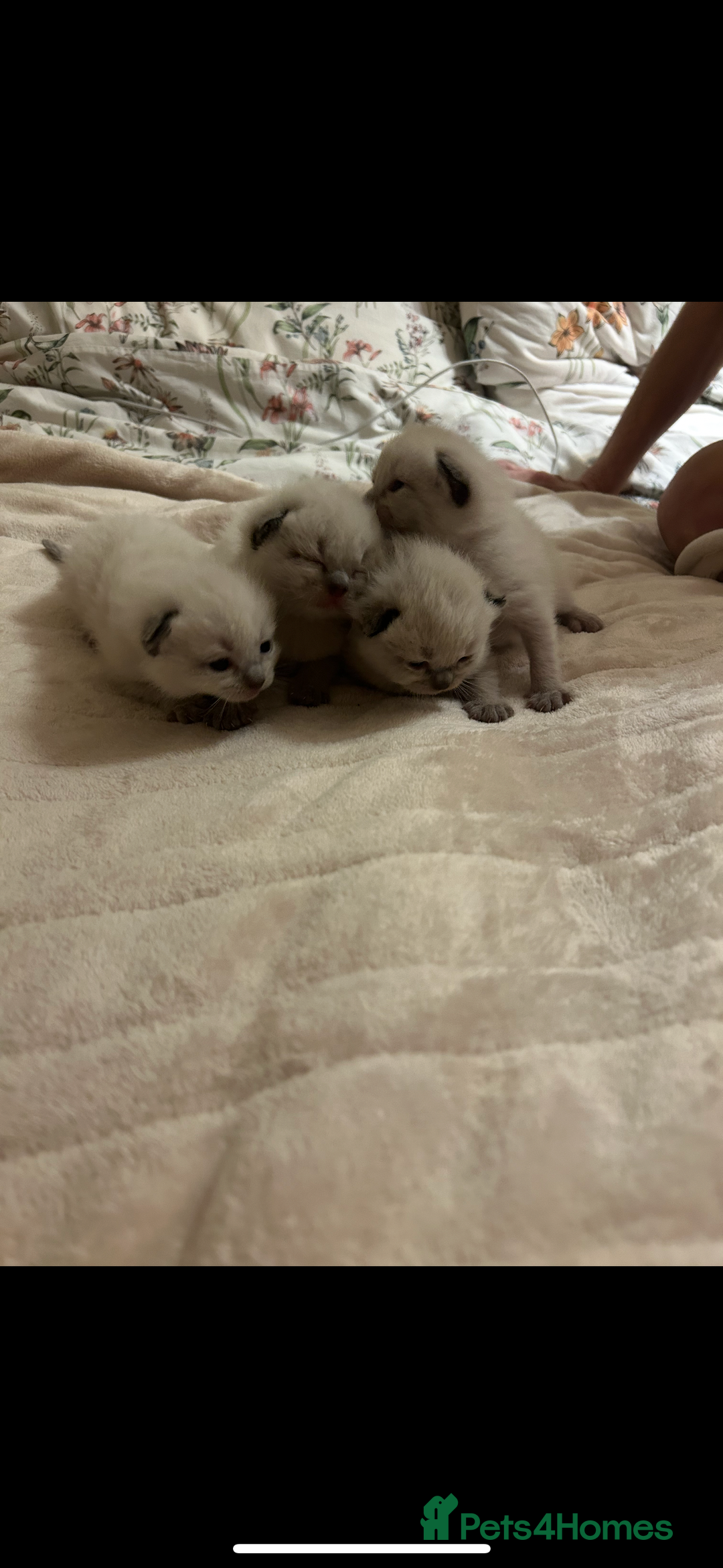 Ragdoll cats for sale: 4 beautiful pure ragdoll kittens  - Image 16