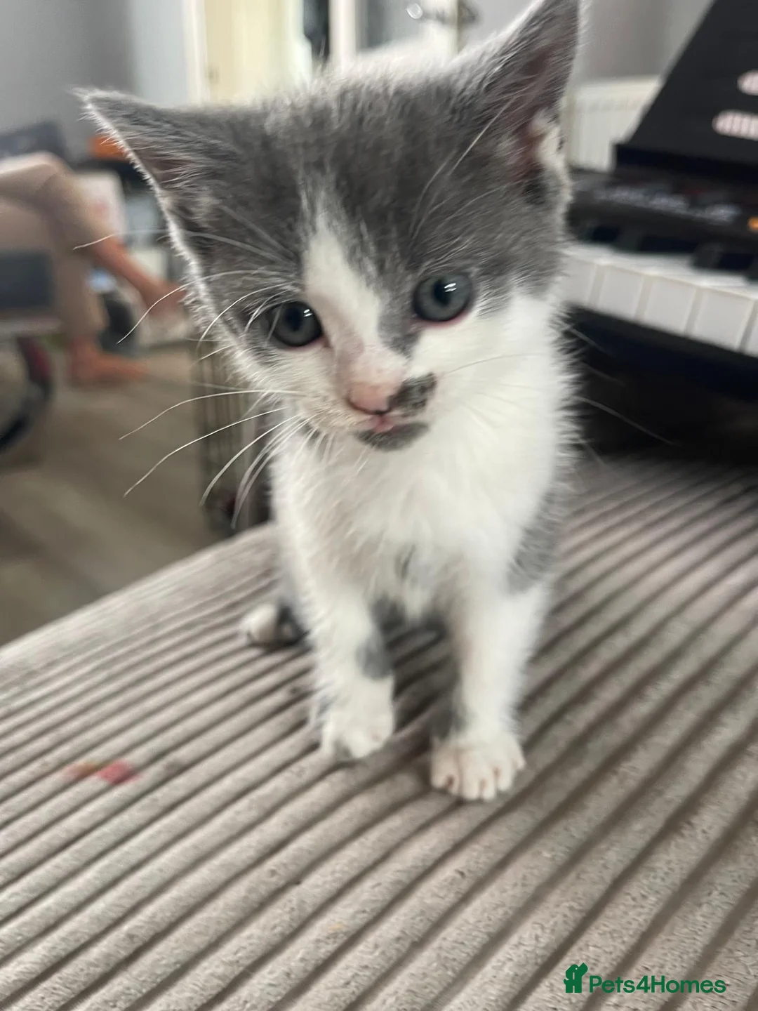 British Shorthair cats for sale: 5 stunning kittens for sale in Feltham - Advert 2
