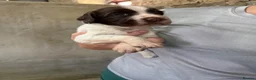 English Springer Spaniel dogs for sale: Springer spaniel puppies  - Advert 12