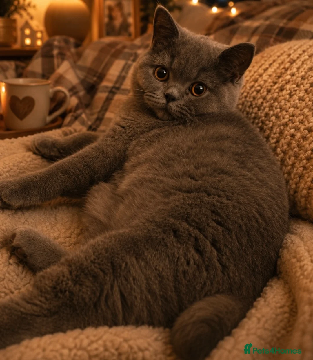British Shorthair cats for sale: British Shorthair Pedigree Kittens in Glasgow - Advert 8