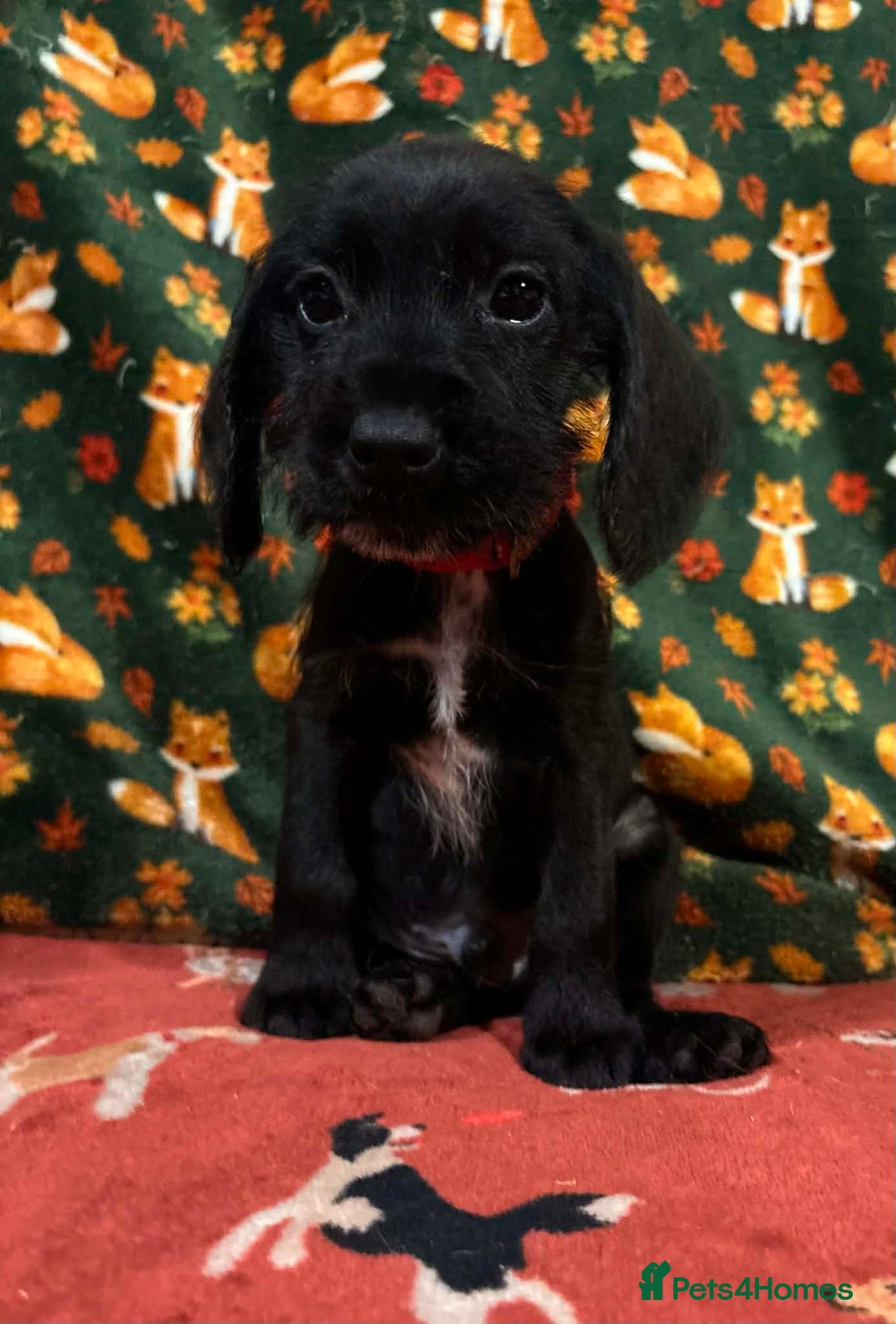 Mixed Breed dogs for sale: Show Cocker Spaniel x Dachshund puppies ready now - Advert 9