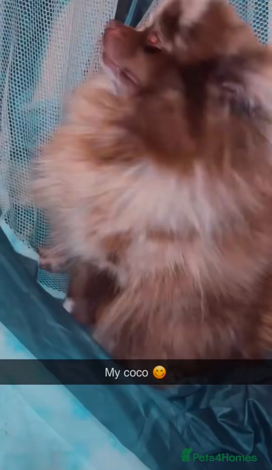 Pomeranian dogs for sale: Pomeranian merle - Advert 8