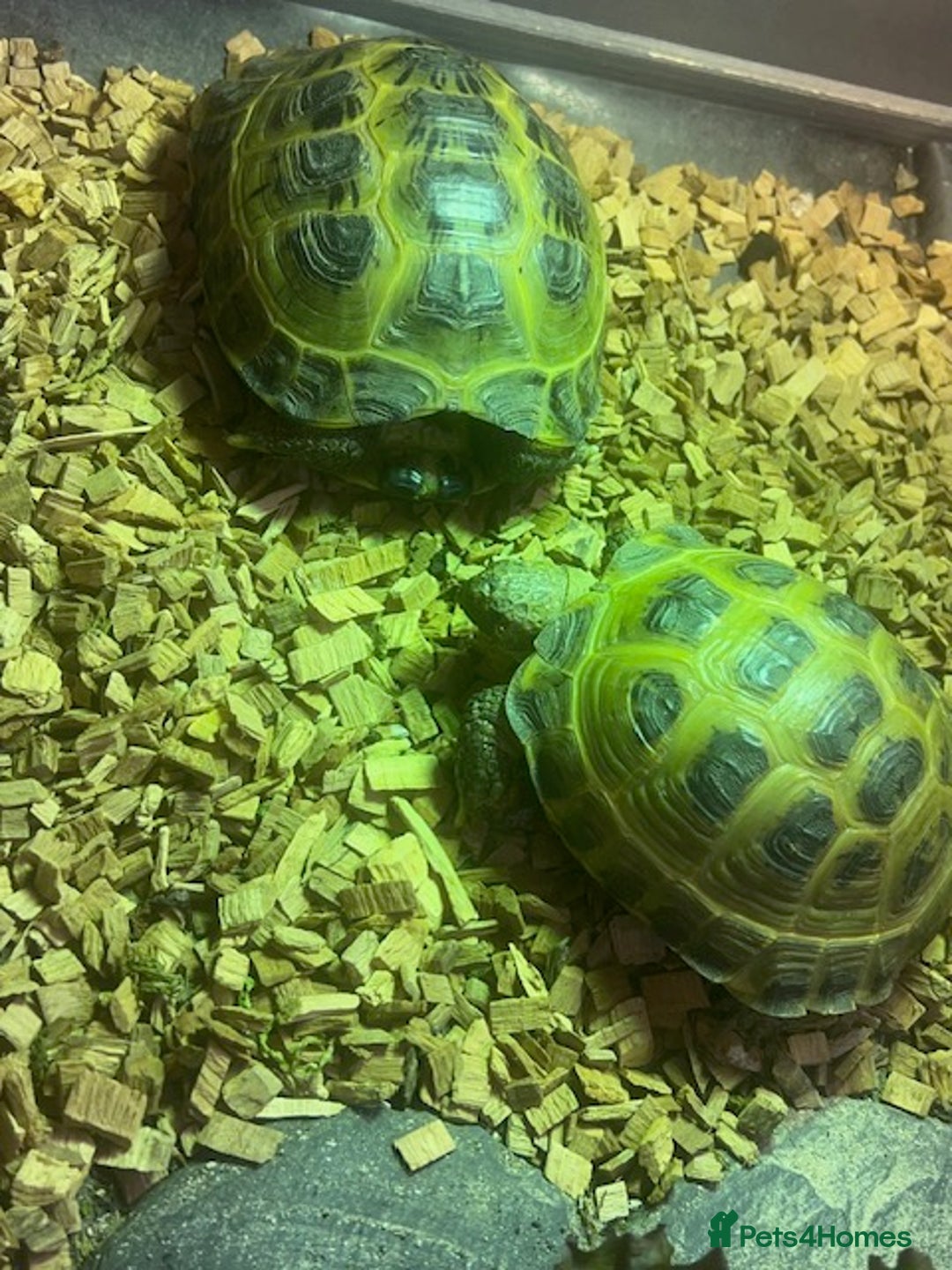 Tortoise reptiles for sale: Two Horsefield Tortoise with enclosure & heat lamp - Advert 2